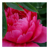 Poster Bashful Pink Peony (Devant)