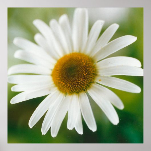Poster Basière oculaire blanche - Leucanthemum vulgare (Devant)