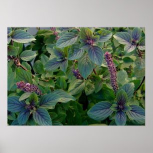 Poster Basil bleu africain