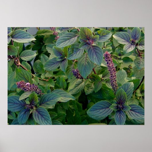 Poster Basil bleu africain (Devant)