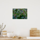 Poster Basil bleu africain (Cuisine)