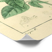 Poster Basilic, Basil Plante (Coin)