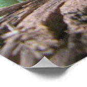 Poster Basilisque à crête verte (Coin)