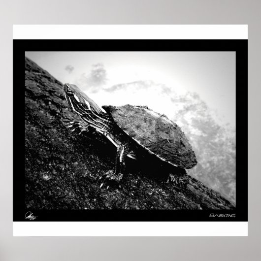 Poster Basking (Devant)