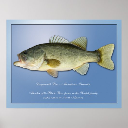 Poster Basse à grande bouche (Devant)