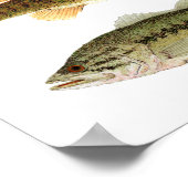 Poster Basse-basse - Petite-bouche et basse à grande bouc (Coin)