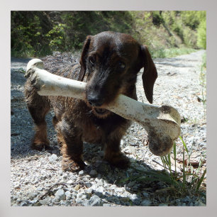 Poster Basset allemand