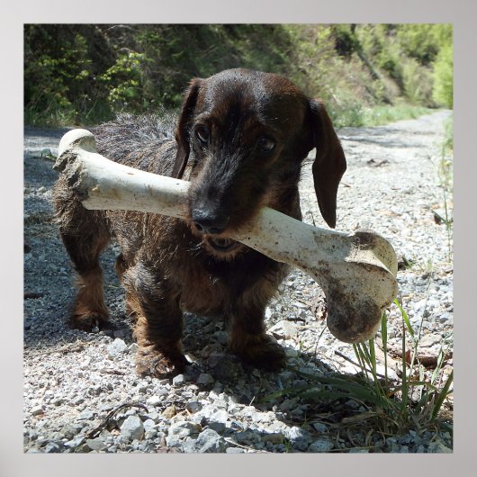 Poster Basset allemand (Devant)