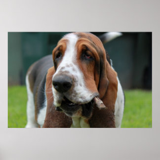 Poster Basset Hound