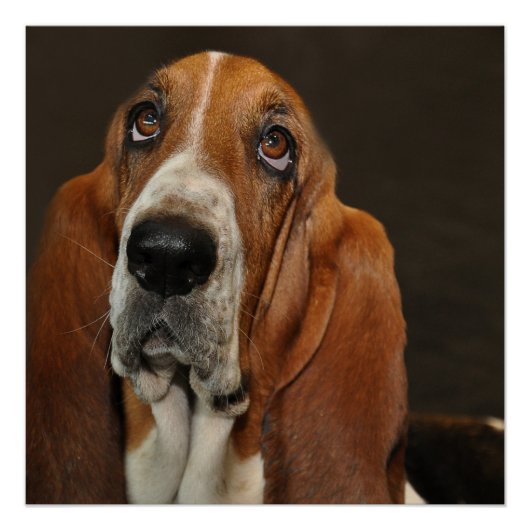 Poster basset hound 2 (Devant)