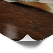 Poster basset hound 2 (Coin)