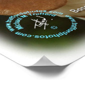 Poster Basset Hound 9L9D-22_2 (Coin)