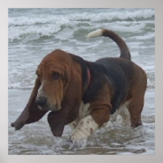 Poster Basset Hound À La Mer (Devant)