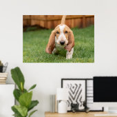 Poster Basset Hound chiot marche (Bureau à domicile)