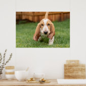 Poster Basset Hound chiot marche (Cuisine)