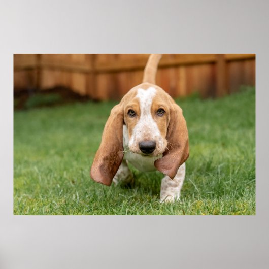 Poster Basset Hound chiot marche (Devant)