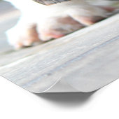 Poster Basset Hound Puppy (Coin)