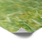 Poster Basset Houng (Coin)