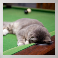 Bassin de jeu Kitten