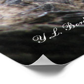 Poster Bassin de serpent de Cottonmouth (Coin)