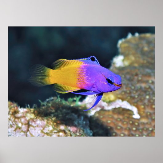 Poster Basslet de fée (Devant)