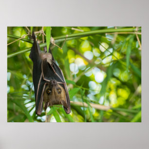 Poster Bat