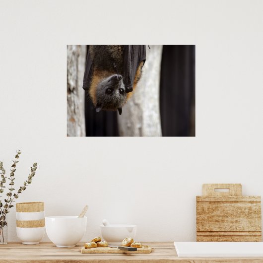 Poster Bat australien (Cuisine)
