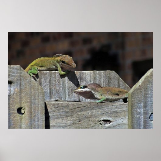 Poster Bataille Mini Dragon (Devant)