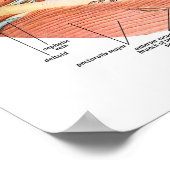 Poster Bateaux de sang du cou (Coin)