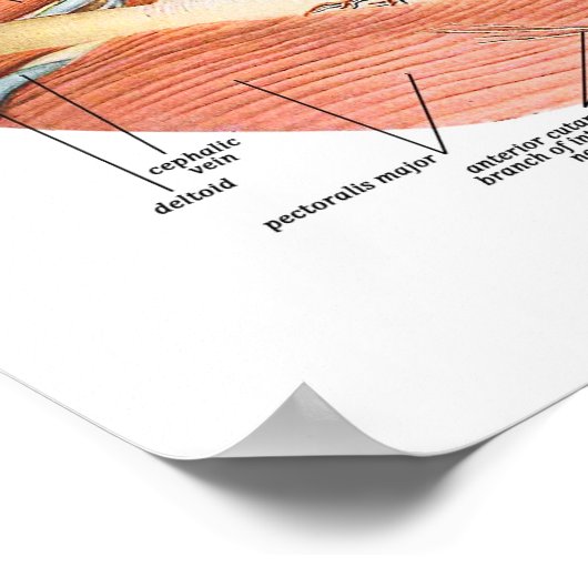 Poster Bateaux de sang du cou (Coin)