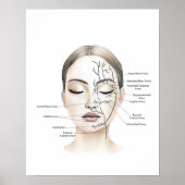 Poster Bateaux de sang facial Anatomie Art (Devant)