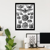 Poster Bateaux vintages par Ernest Haeckel (Bureau à domicile)