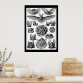 Poster Bateaux vintages par Ernest Haeckel (Cuisine)