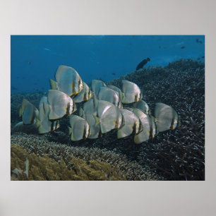 Poster Batfish sur le récif