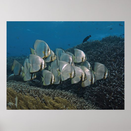 Poster Batfish sur le récif (Devant)