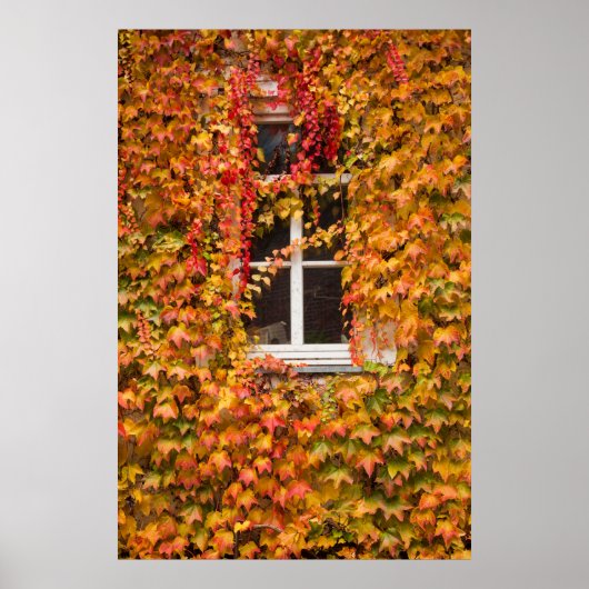 Poster Bâtiment couvert de lierre d'automne (Devant)