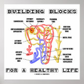 Poster Bâtir Des Blocs Pour Une Vie Saine Nephron Du Rein (Devant)