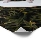 Poster Bâton de crosse et balle (Coin)