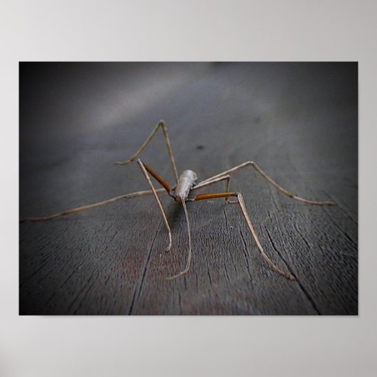 Poster Bâton de marche (Devant)