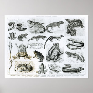 Poster Batrachians et autres Amphibia