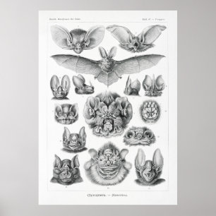 Poster Bats