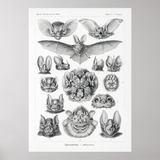 Poster Bats (Devant)