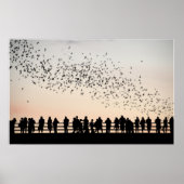 Poster Bats d'Austin - Austin, Texas (Devant)