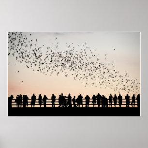 Poster Bats d'Austin - Austin, Texas