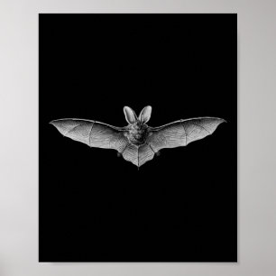 Poster Bats Illustration scientifique Dessin Biologie Art