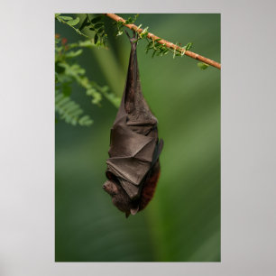 Poster Bat's Tranquil Nap - Un regard sur un livre vert