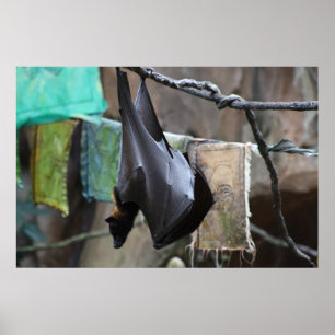 Poster Batte (6) - affiche/copie