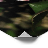 Poster Batterie distante Rose d'arbustes 142 (Coin)