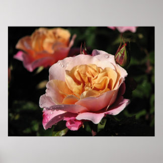 Poster Batterie distante Rose d'arbustes 143