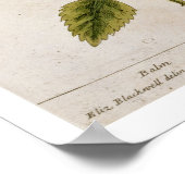 Poster Baume, assiette 27 de 'A Curious Herbal', publié (Coin)